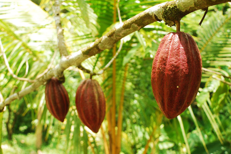bosques mexicanos