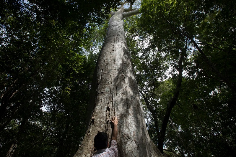 Día Mexicano del Árbol 