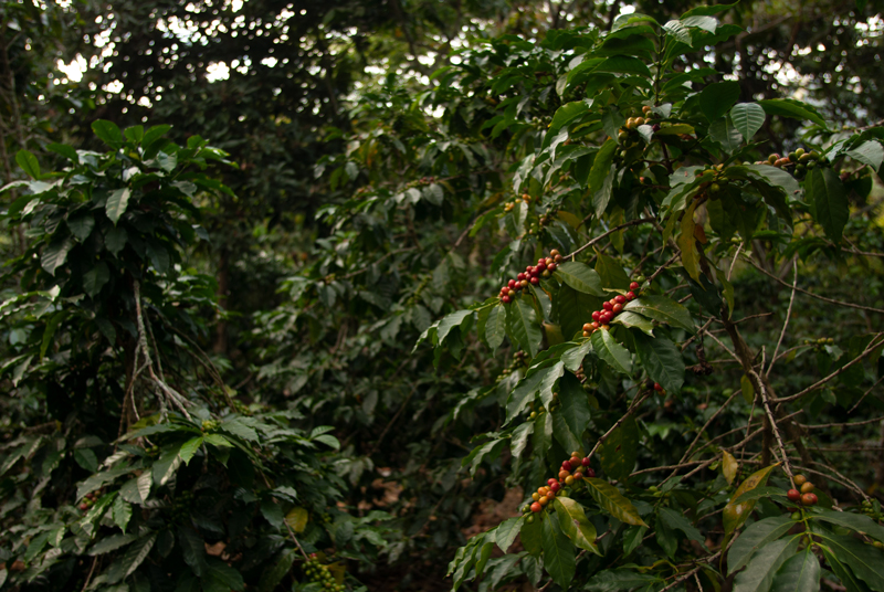 Bosques mexicanos